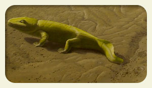 First Amphibians On Earth Images & Pictures - Becuo